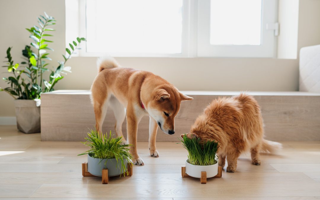 Pet Friendly Indoor Plants